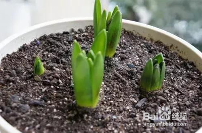 番红花种球种植方法