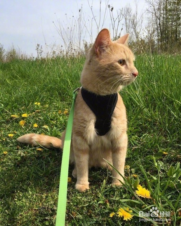 跟着宠主浪迹天涯,四海为家,成为猫生大赢家~