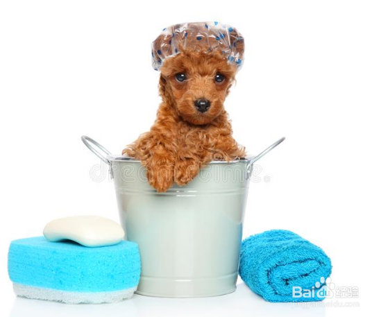 狗狗的日常管理