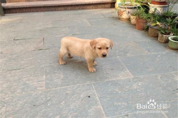 养拉布拉多需要注意些什么事情?