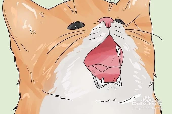 如何判断小猫年龄