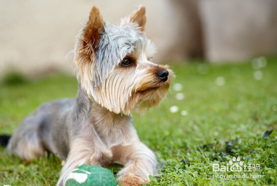 狗不见了怎么办