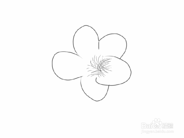 金花茶如何手绘