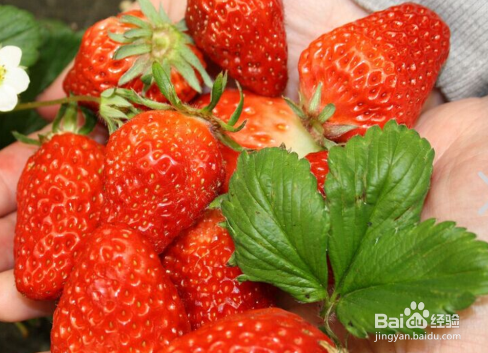 去乡下采摘注意什么