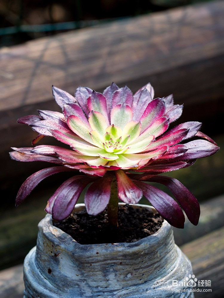 夏天多肉能淋雨吗