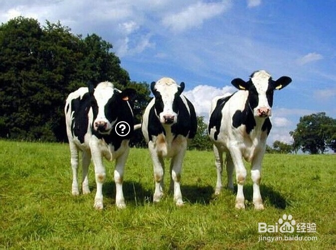 母乳不足应选配方奶还是牛奶