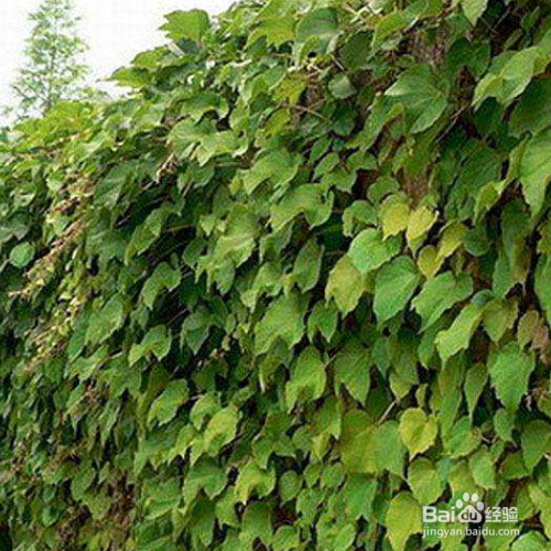 常青藤的培育方法和注意事项