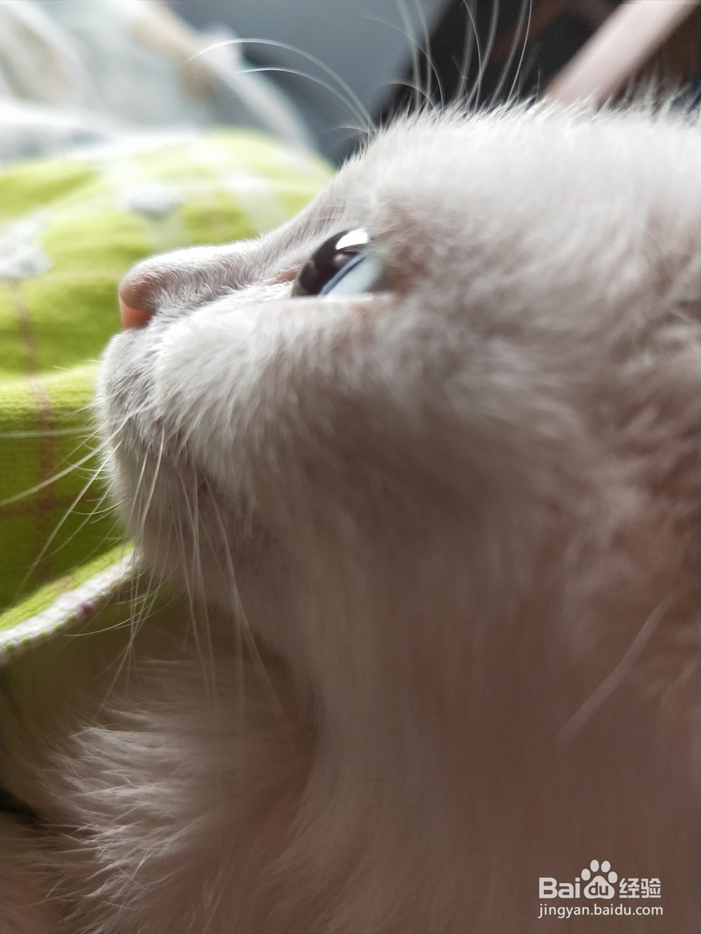 幼猫半夜两点来回走怎么办