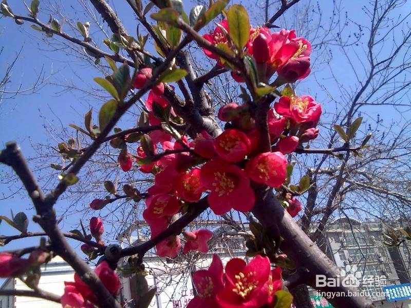 山东省小学教师资格证报名流程