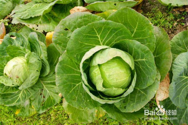 能够缓解身体疲劳的6种食物