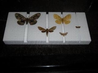 怎么做飞蛾标本