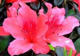 华东各省的省花的作用与价值