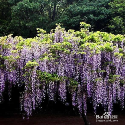 花长了白色的虫子怎么办