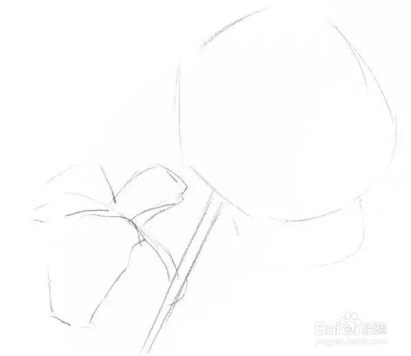 素描教程:一枝白玫瑰绘画技法