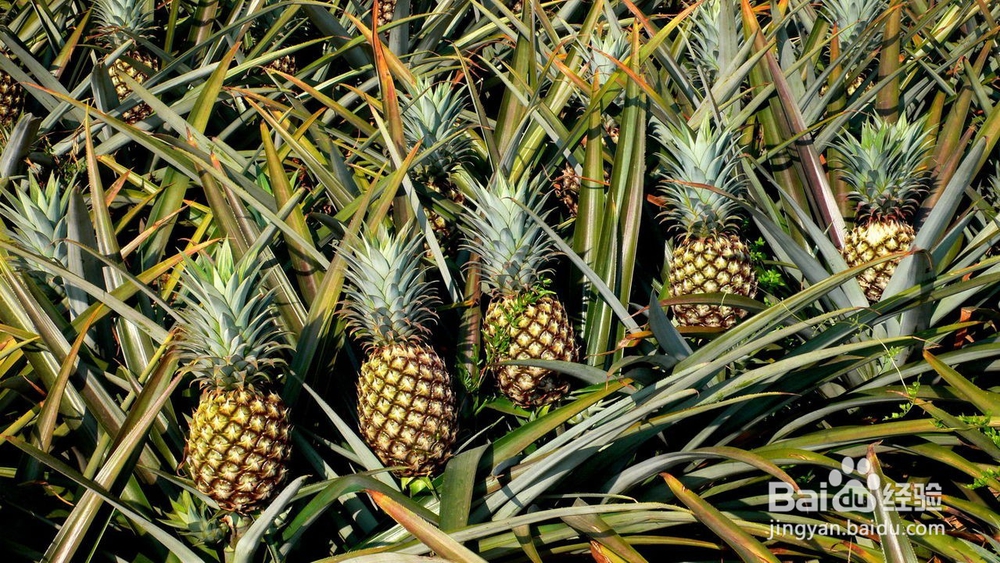 吃菠萝的这些好处，你知道吗？