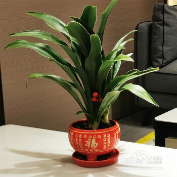 室内什么植物最好养又好看
