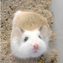 仓鼠不用浴沙洗澡怎么办_刚入手的仓鼠不洗澡