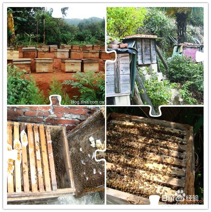 土蜂蜜VS意蜂蜜