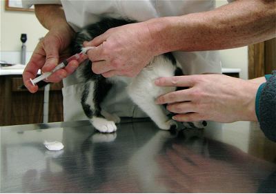 怎样带宠物出国去德国