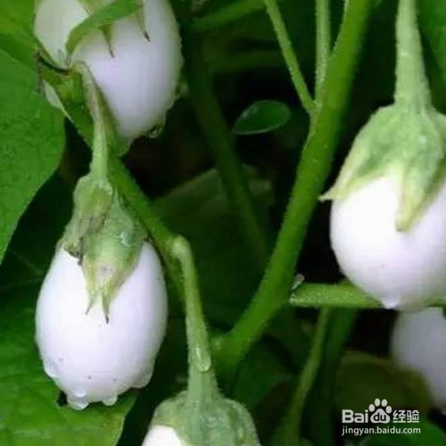 蛋树怎么养