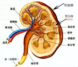 隐匿性肾炎：[1]什么是隐匿性肾炎