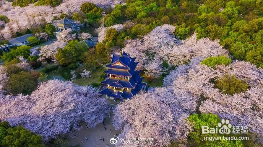鼋头渚赏樱花攻略