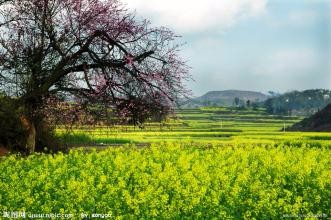 国外的情人节竟然是这个样子