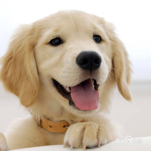 帮狗狗梳毛的正确方法