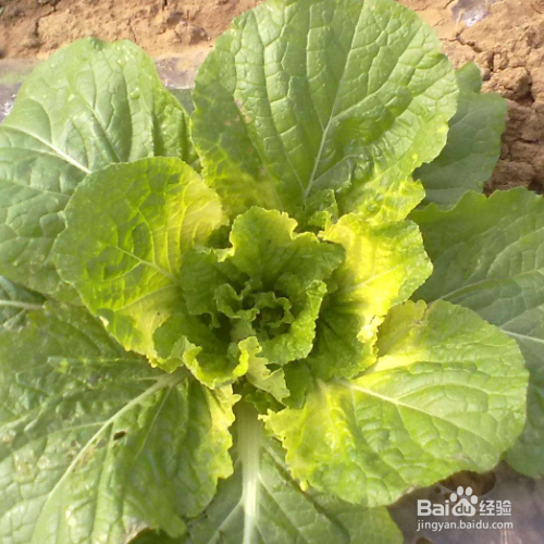 白菜叶子发黄是什么原因