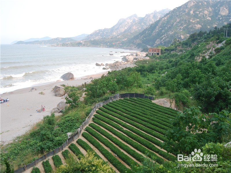 山东到哪儿去爬山？（一）