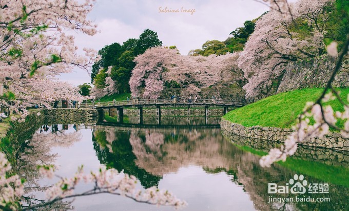 日本，霓虹国走花路