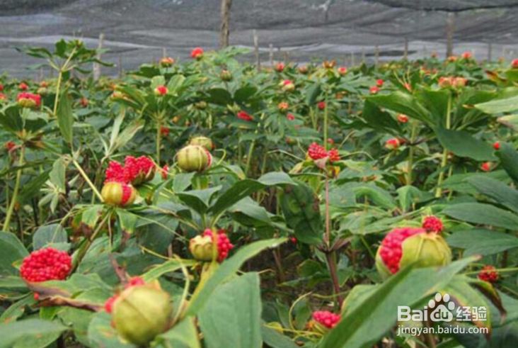 怎么种植重楼?