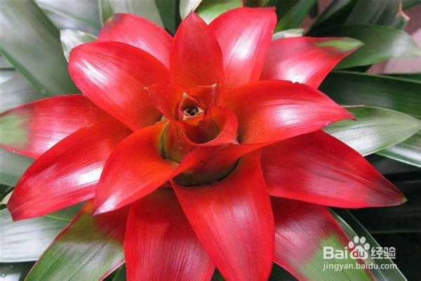 鸿运当头的养殖方法和注意事项都有哪些?