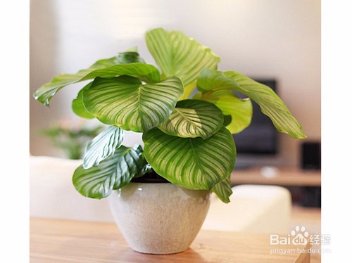 如何给绿植浇水?