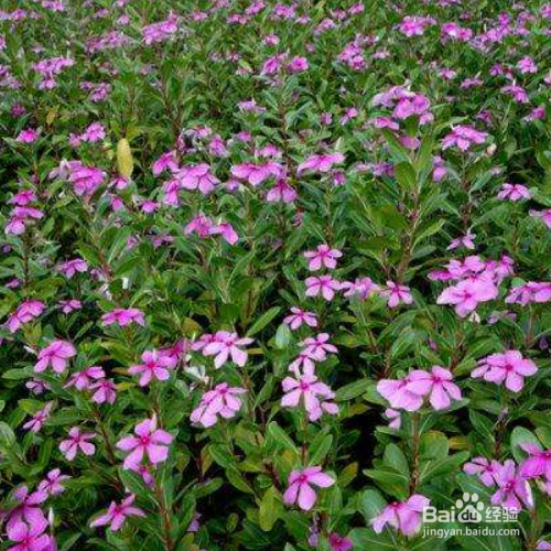 长春花黄叶子怎么回事