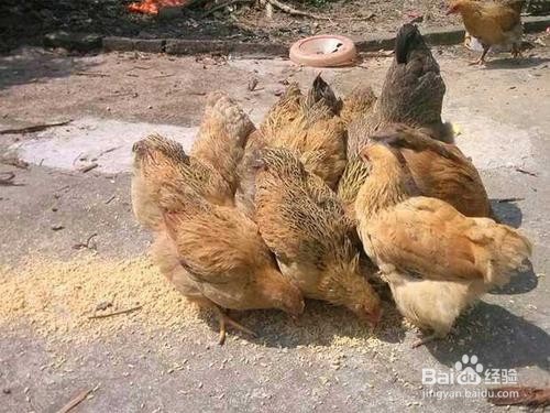 米糠喂鸡方法