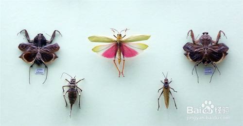 怎样简单制作昆虫标本 百度经验