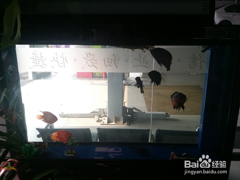 地图鱼出现白斑溃烂应该注意什么怎么治疗