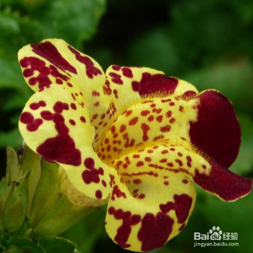 在日常生活中该如何养猴面花？