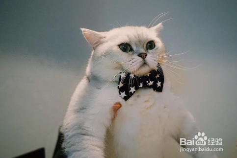 银渐层猫怎么看品相