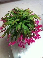 蟹爪兰怎么样才能开花