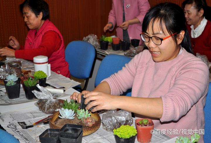 多肉发芽后小苗怎么养