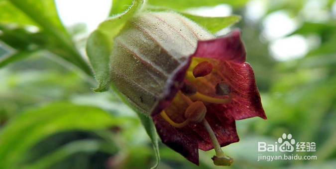 那些花卉对宠物有毒、怎么处理？(四)