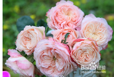 最抗病耐热好养的月季