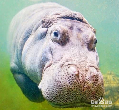 河马拉屎为什么甩尾巴