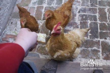 豆腐渣喂鸡禁忌