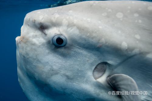 太陽魚為什麼不能吃