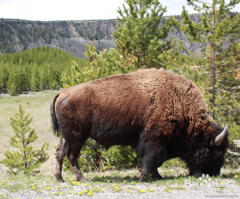 美国黄石公园自驾游需要注意哪些东西?
