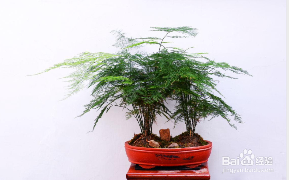 文竹种子的种植方法和注意事项