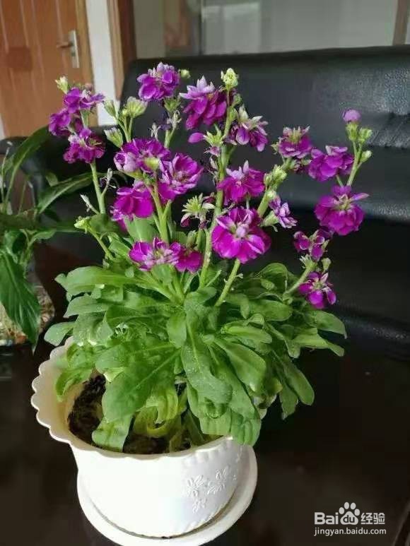 不管有钱没钱，客厅要放3种花，杀病菌促健康